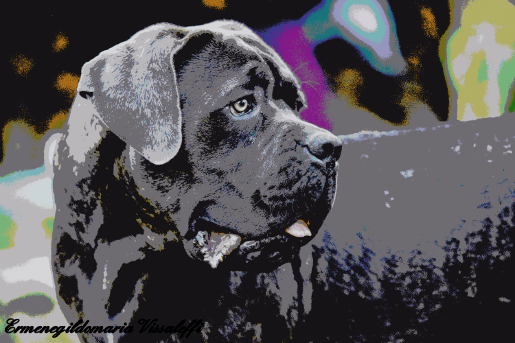 ermenegildomaria-vissaleffi-cane