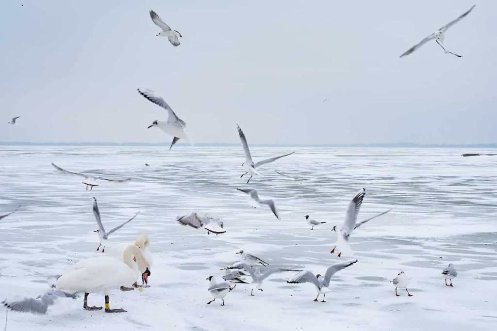 ermenegildomaria-vissaleffi-bianco