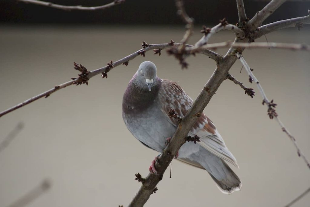 Ermenegildomaria-Vissaleffi